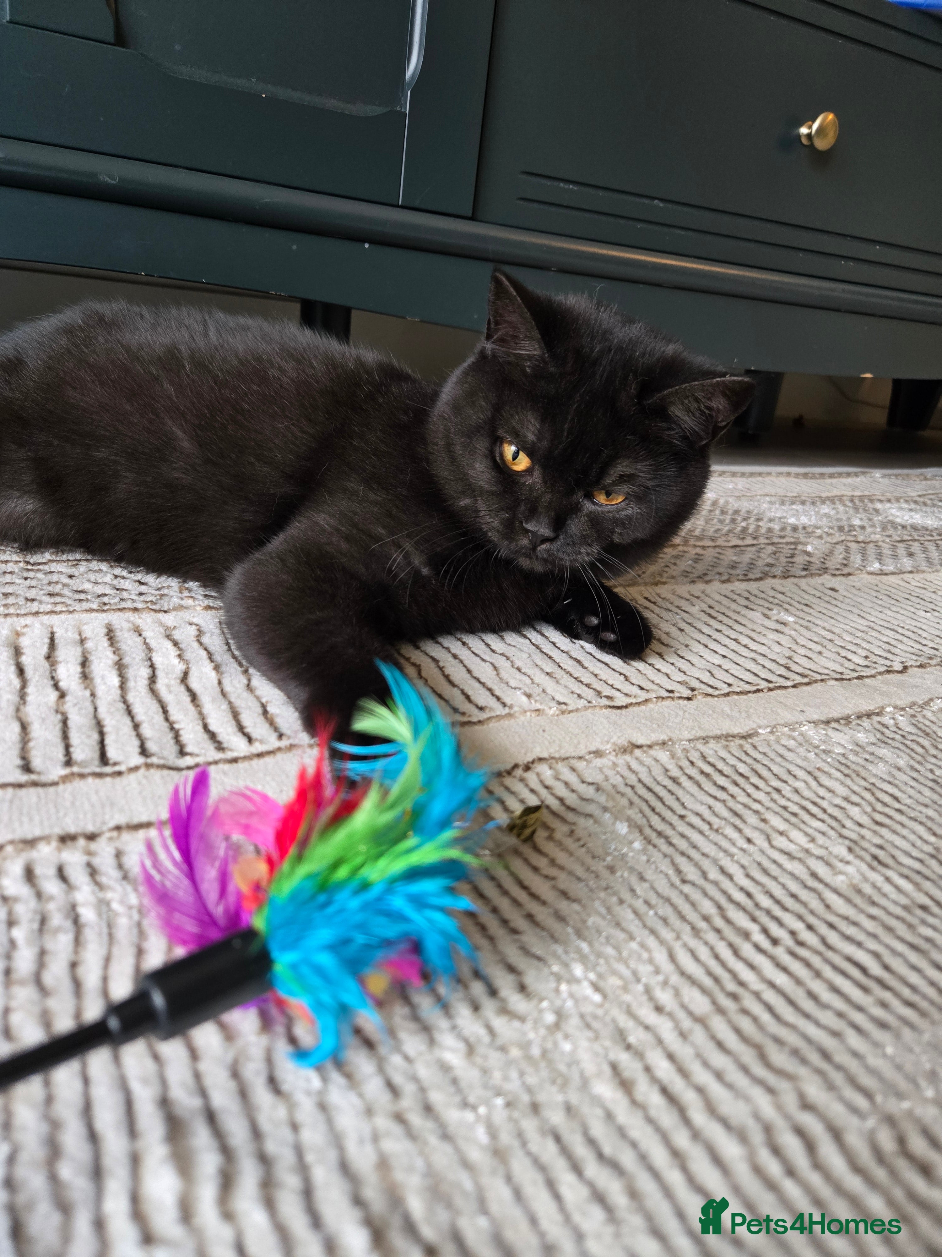 British Shorthair cats Smoked Black kitten - British Shorthair  - Advert 2