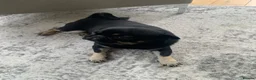 Pug dogs for sale: Molly in London - Advert 1