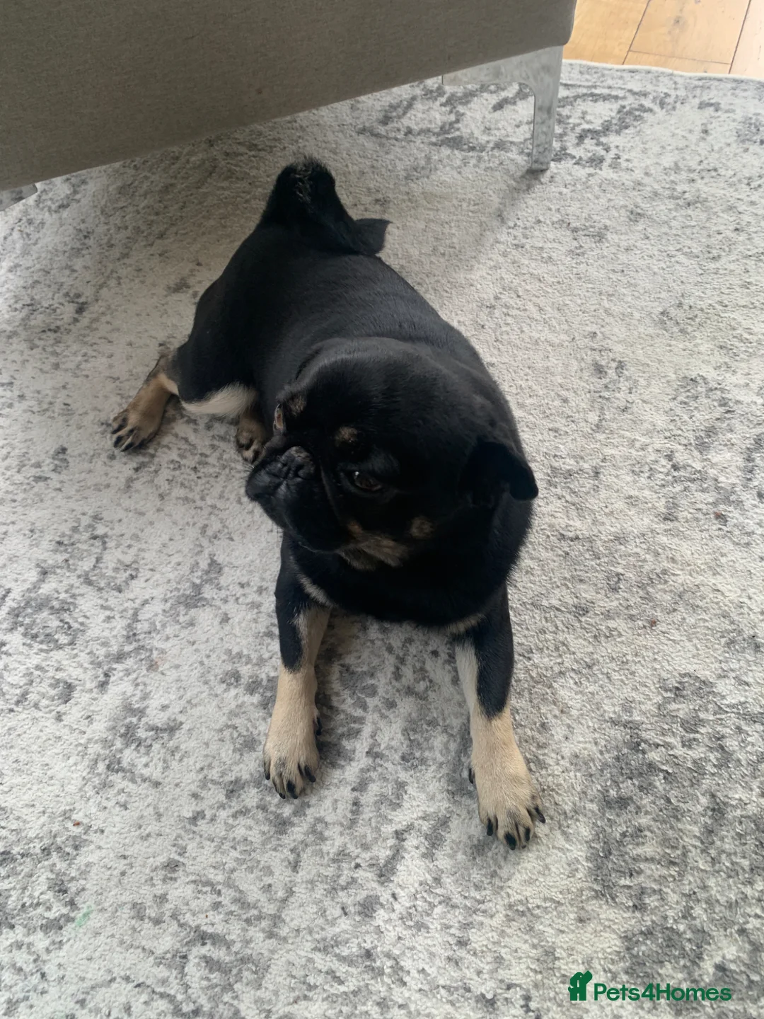 Pug dogs for sale: Molly in London - Advert 1