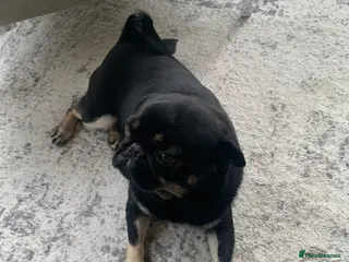 Pug dogs Molly - Advert 12