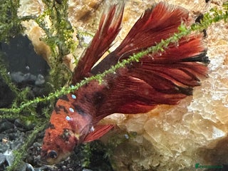 Bettas fish - Advert 4
