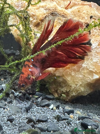 Bettas fish - Advert 4