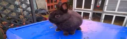 Netherland Dwarf rabbits for sale: Adorably Cute Baby Netherland Dwarves- M and F  - Advert 10