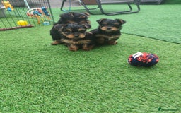 Yorkshire Terrier dogs for sale: Beautiful Mini Yorkshire Terrier puppies - Image 6