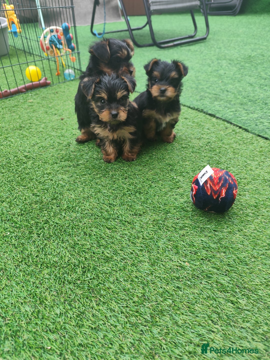 Yorkshire Terrier dogs for sale: Beautiful Mini Yorkshire Terrier puppies - Image 6