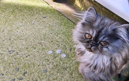 Persian cats for sale: Pure long hair Persian boys - Image 1