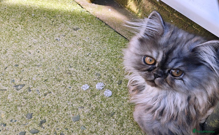 Persian cats - Advert 1