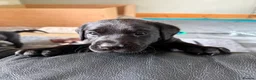 Labrador Retriever dogs for sale: Beautiful KC Labrador Puppies – FTCh Lines - Advert 16