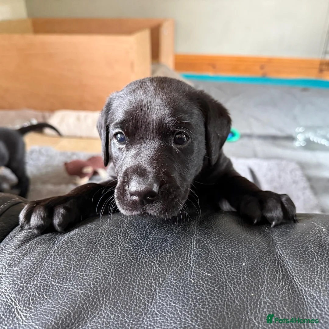 Labrador Retriever dogs for sale: Beautiful KC Labrador Puppies – FTCh Lines - Advert 16