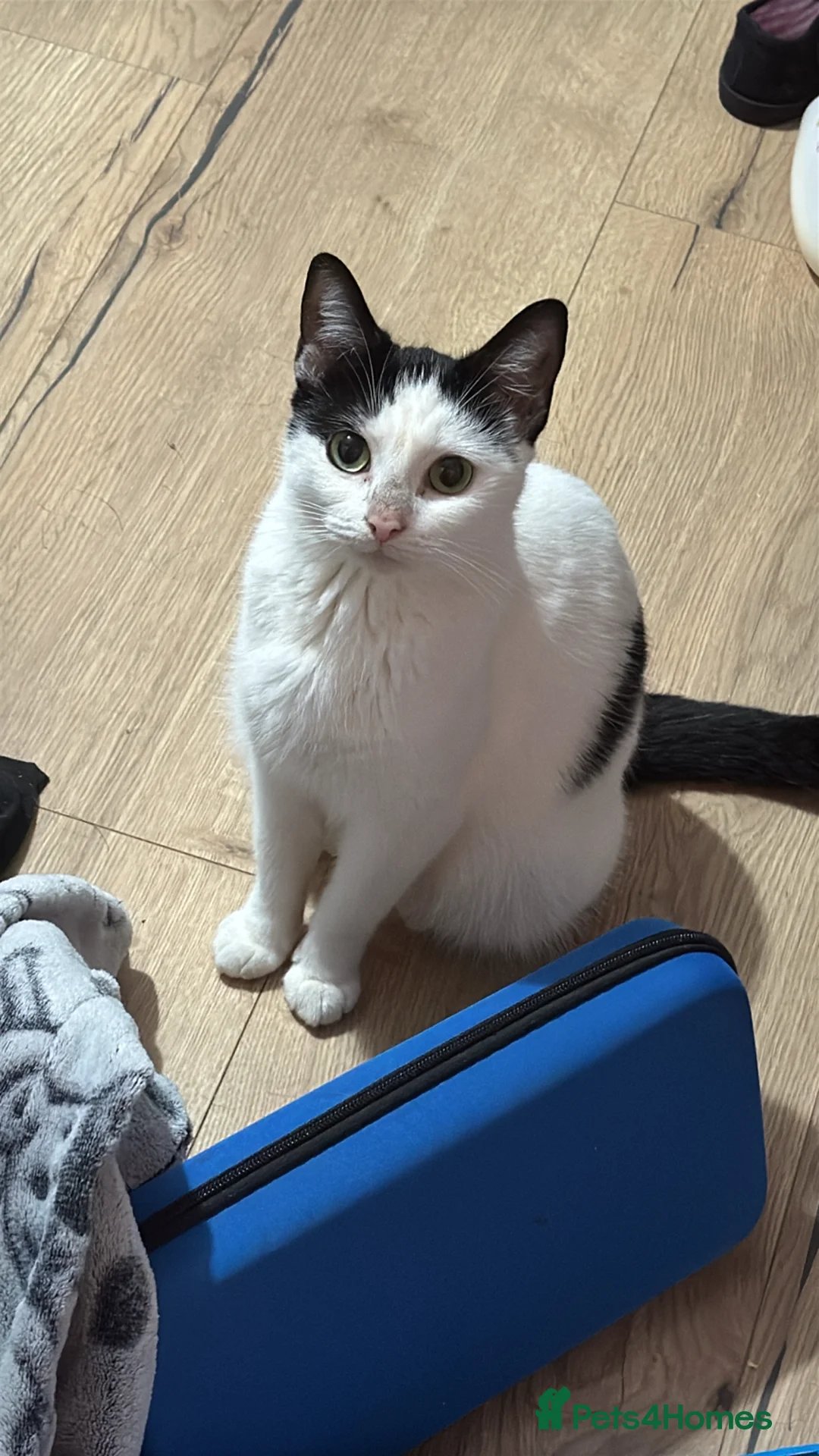 Mixed Breed cats for sale: Affectionate Indoor Lap Cat Looking for Calm Home - Advert 5