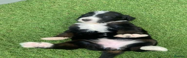 Bernedoodle 13