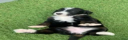 Bernedoodle dogs for sale: Beautiful Tri colour bernedoodle puppies  - Advert 21