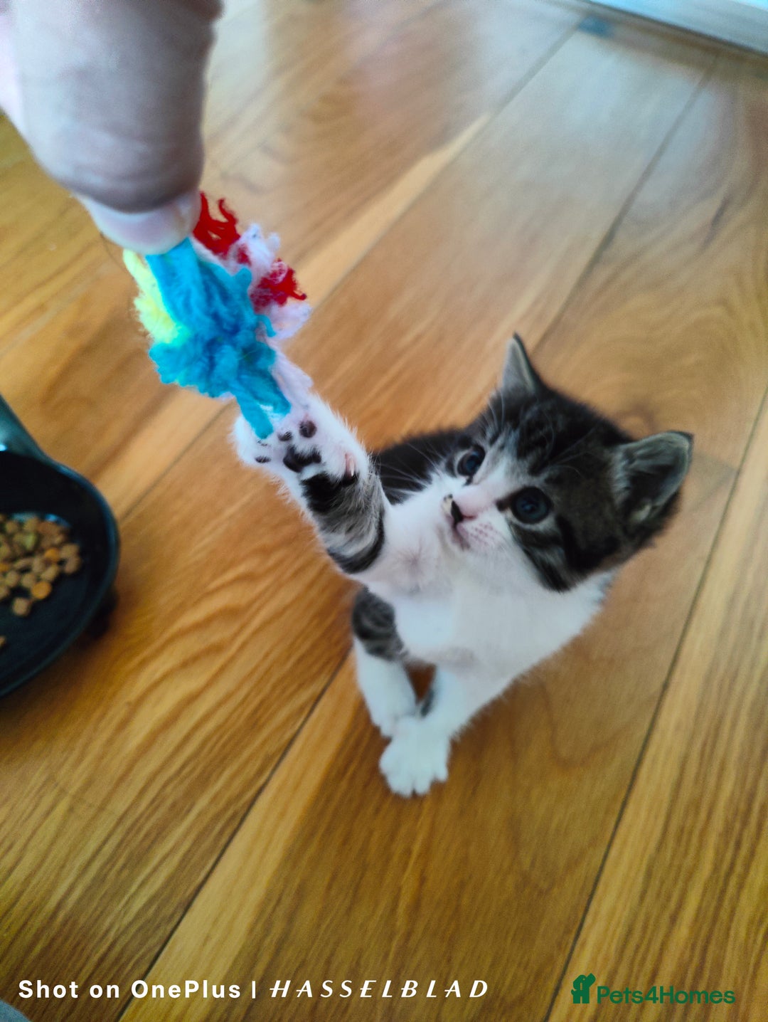 Turkish Angora cats for sale: REDUCED!!! Turkish Angora kittens for sale - Image 18