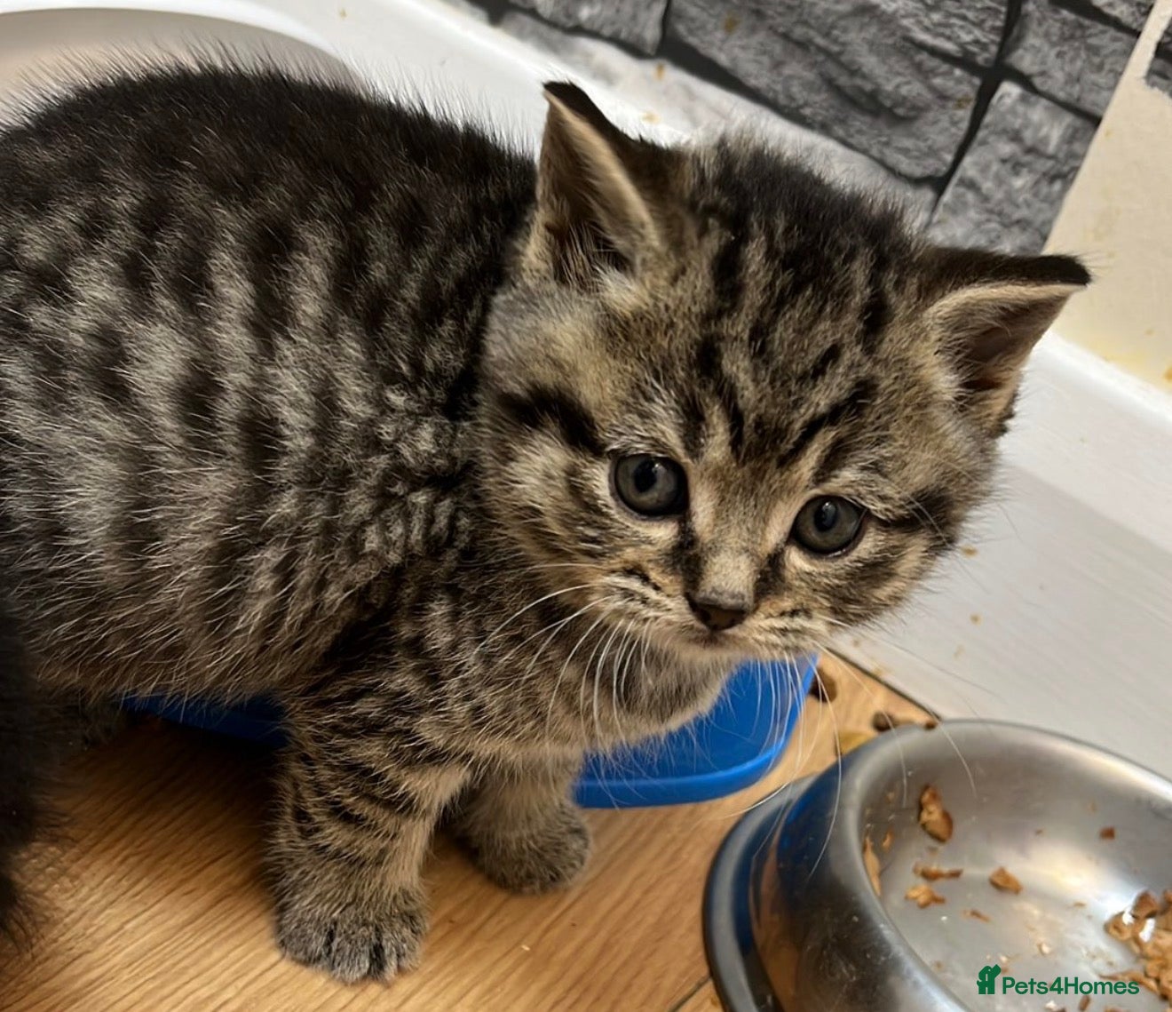British Shorthair cats British shorthair Kittens - Advert 1