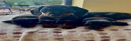 Miniature Dachshund dogs for sale: Last Girl & Boy - Miniature Dachshund Puppies - Advert 14