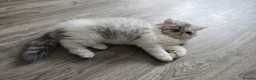 Persian cats for sale: Persian Kittens Extreme Punch Face – Bi-Color GCCF - Advert 29