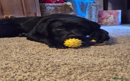 Labrador Retriever dogs for sale: Rehome Beautiful Lab - Image 5