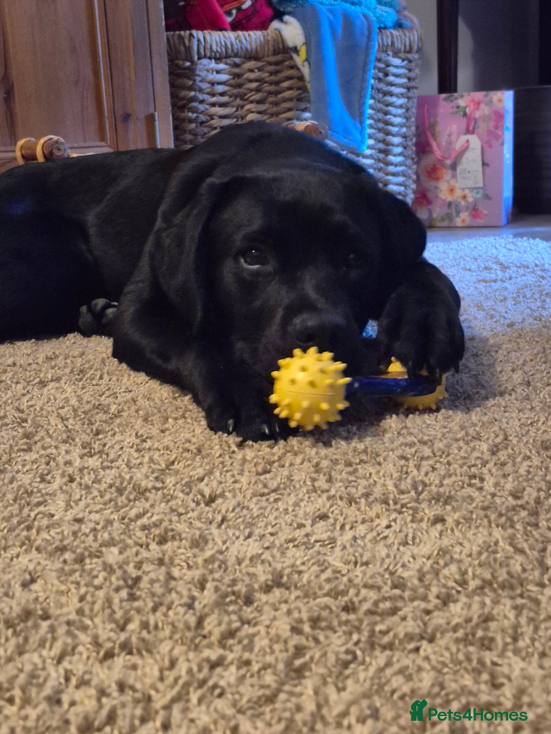 Labrador Retriever dogs for sale: Rehome Beautiful Lab - Image 5