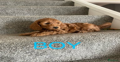 Cockapoo dogs - Advert 13