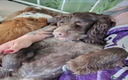 Mixed Breed dogs for sale: Stunning chocolate merle sproodles - Image 2