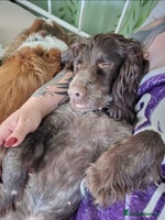 Sproodle dogs - Advert 13