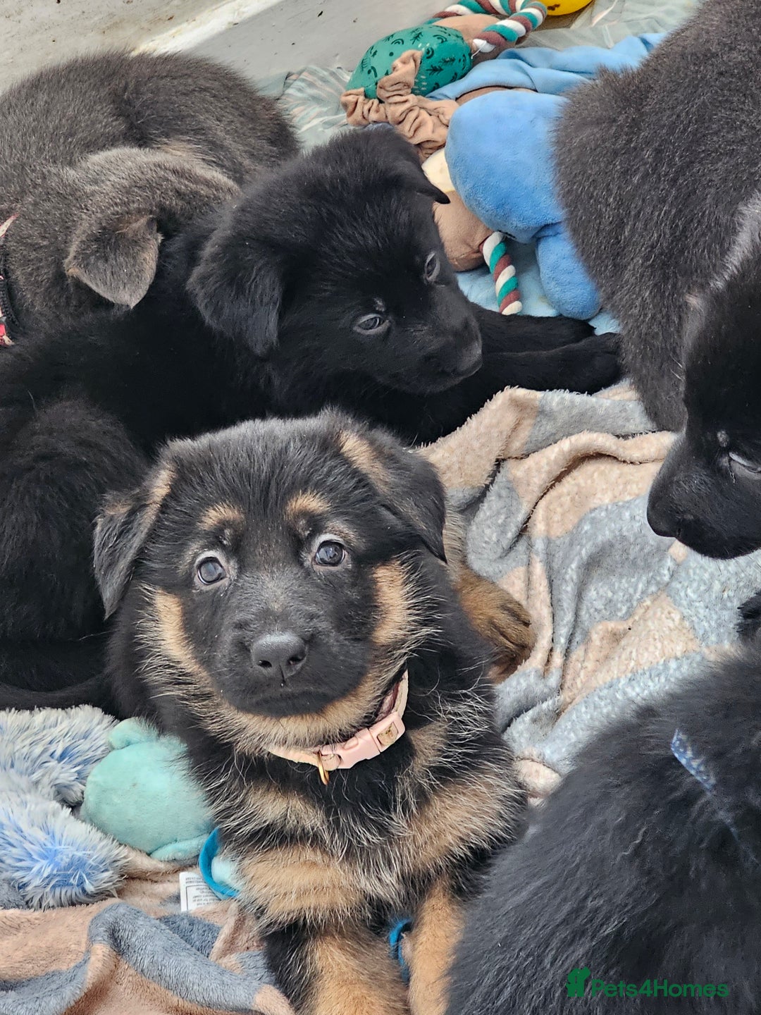German Shepherd dogs for sale: German shepherd puppies  - Image 6