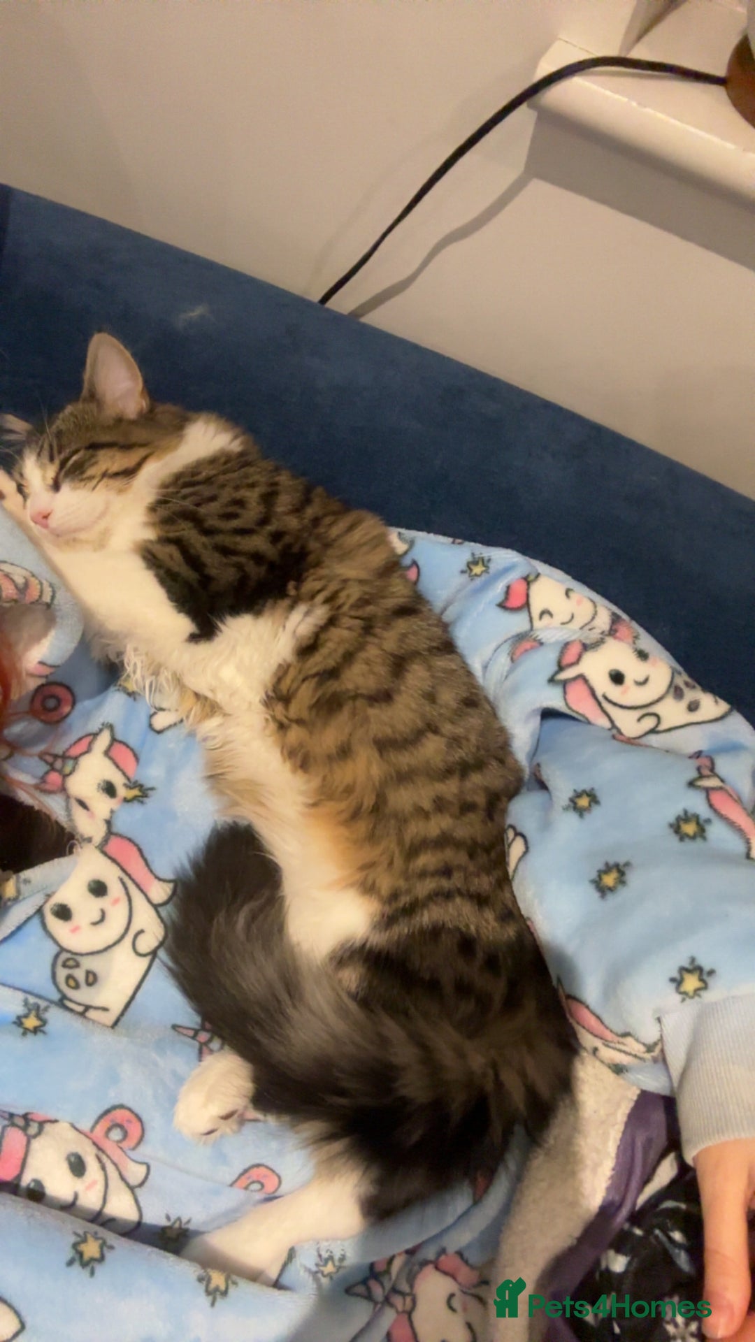 Mixed Breed cats for sale: Wolfie  - Advert 17