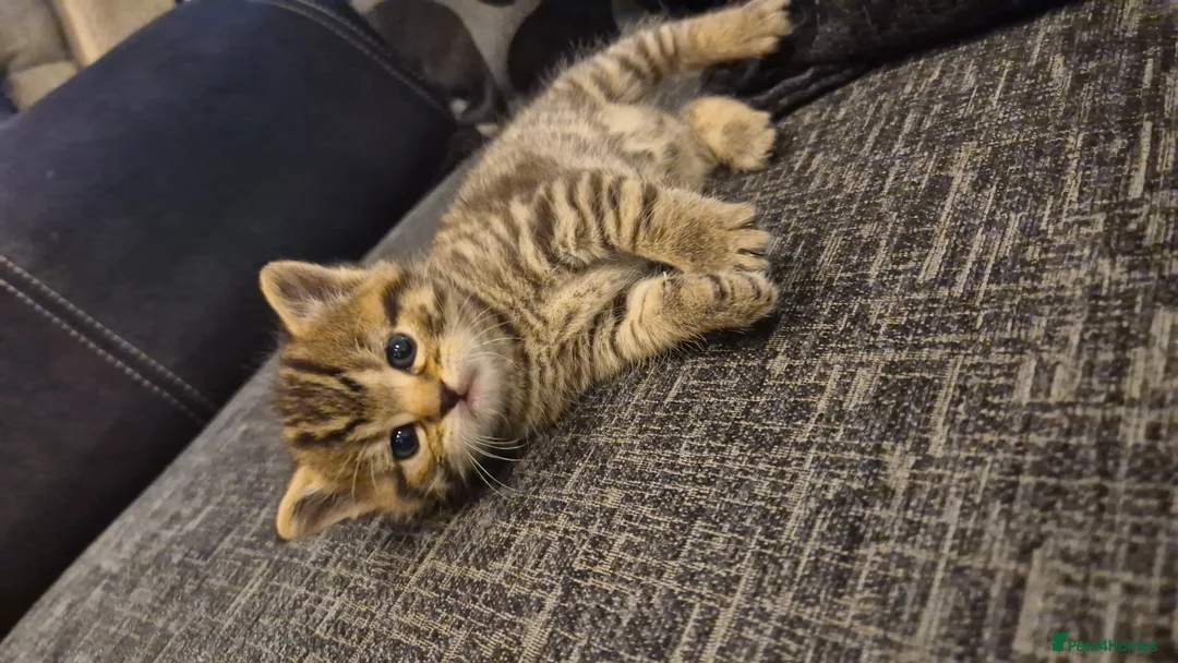 Mixed Breed cats for sale: Stunning Mixed breed kittens for sale! - Advert 2