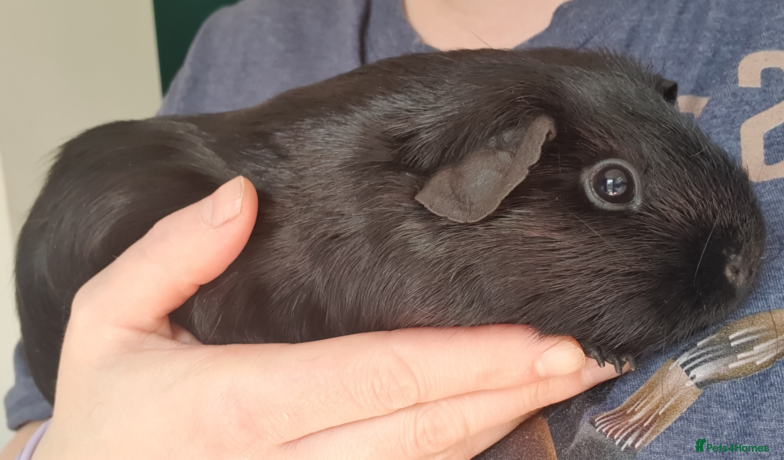 Guinea Pig rodents Beautiful guinea pigs  - Advert 2