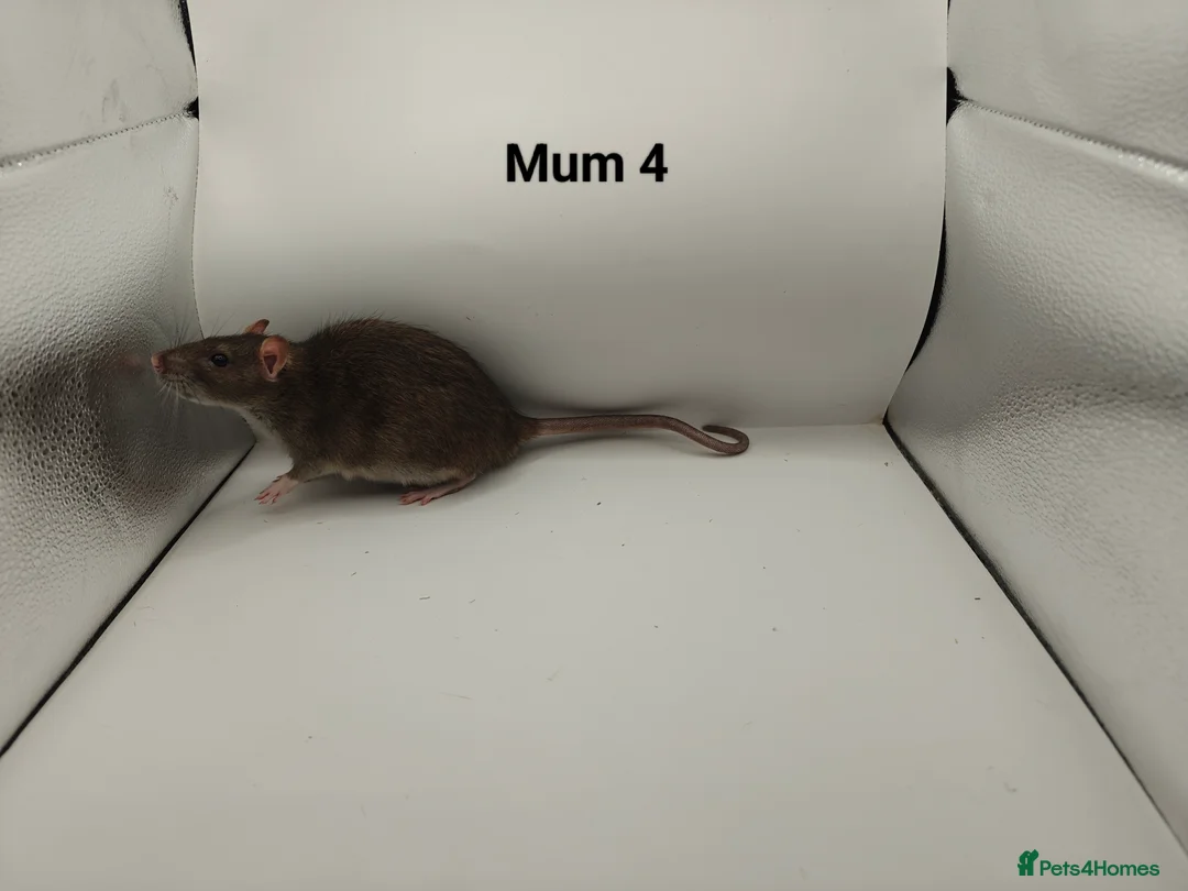 Rat rodents for sale: FEB: 20 Rats (13 Rats: 7 Boys & 6 Girls Left) - Advert 24