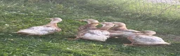 Ducks poultry for sale: Saxony ducks  - Advert 2