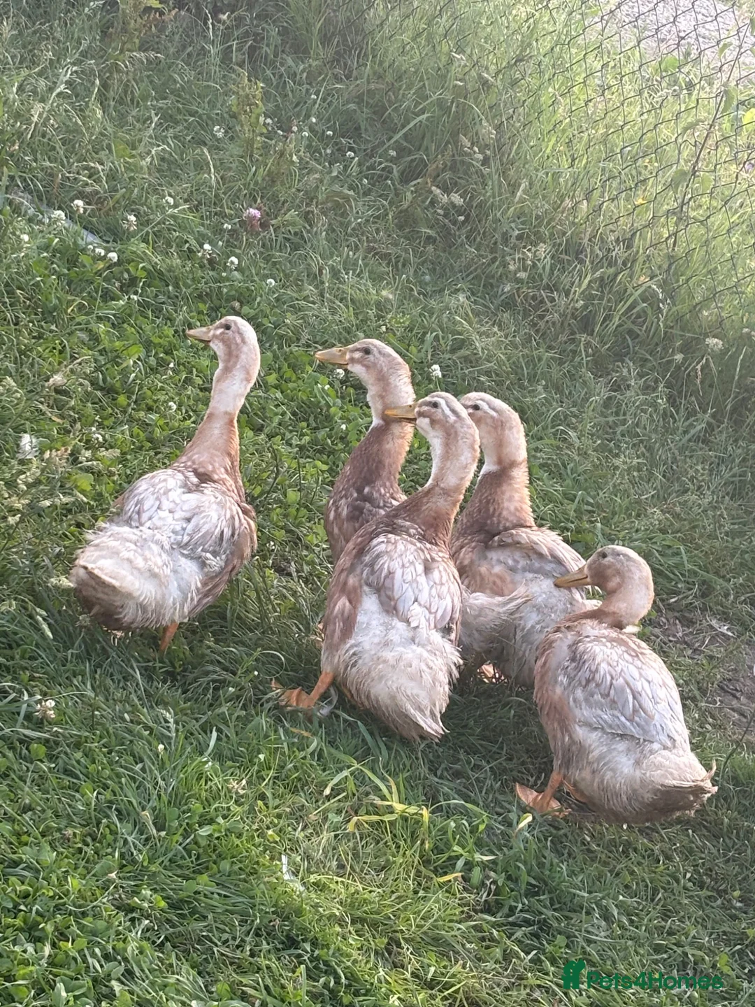 Ducks poultry for sale: Saxony ducks  - Advert 2