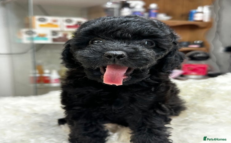 Miniature Poodle dogs - Advert 3