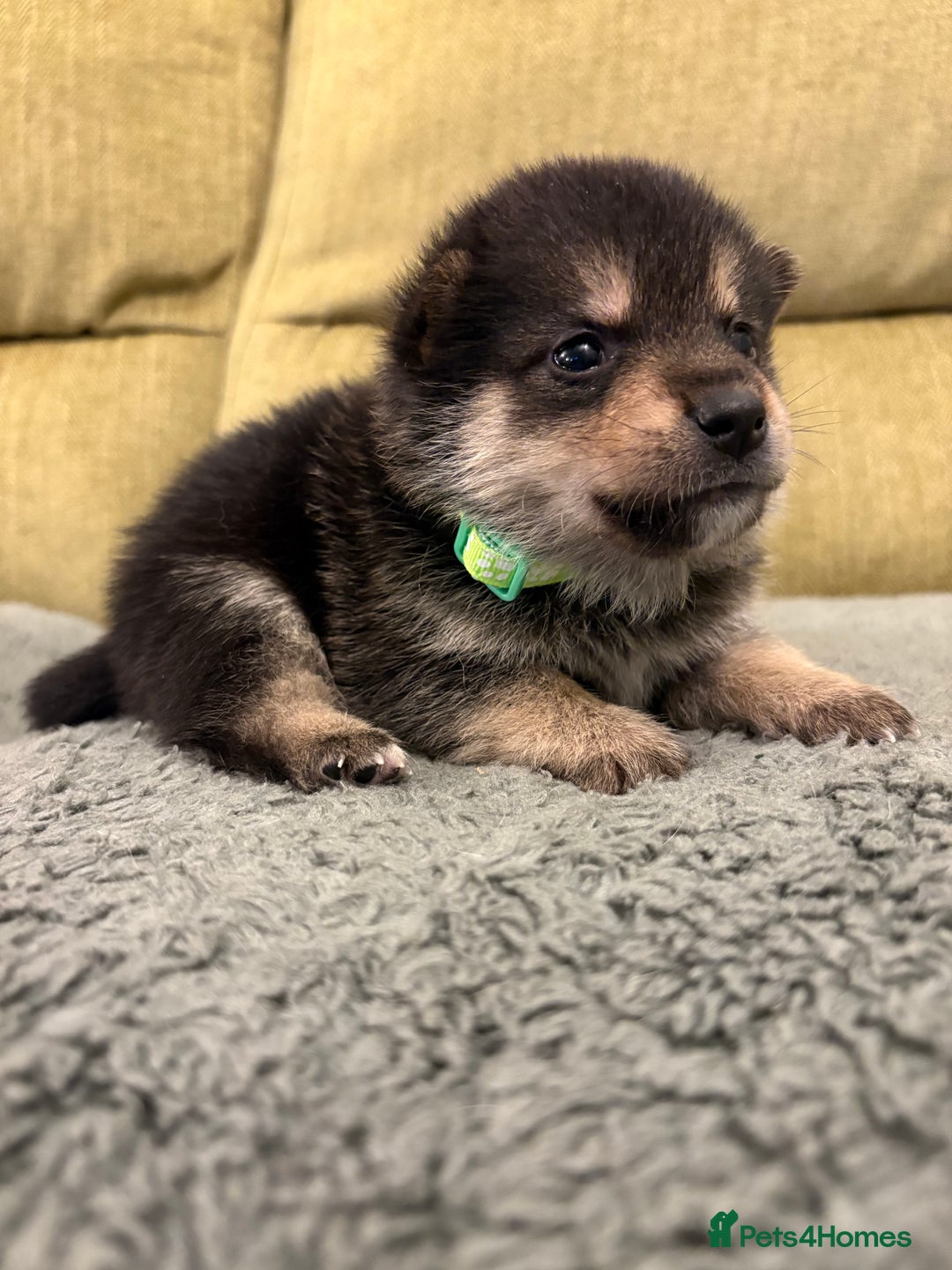 Mixed Breed dogs for sale: Pomskiba Inu Puppies. Shiba Inu x Pomsky - Advert 27
