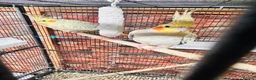 Cockatiels birds for sale: Various cockateils for sale  - Advert 3