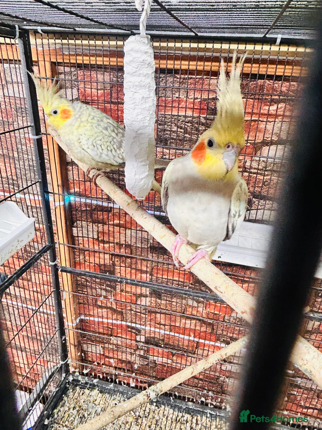 Cockatiels birds for sale: Various cockateils for sale  - Advert 3