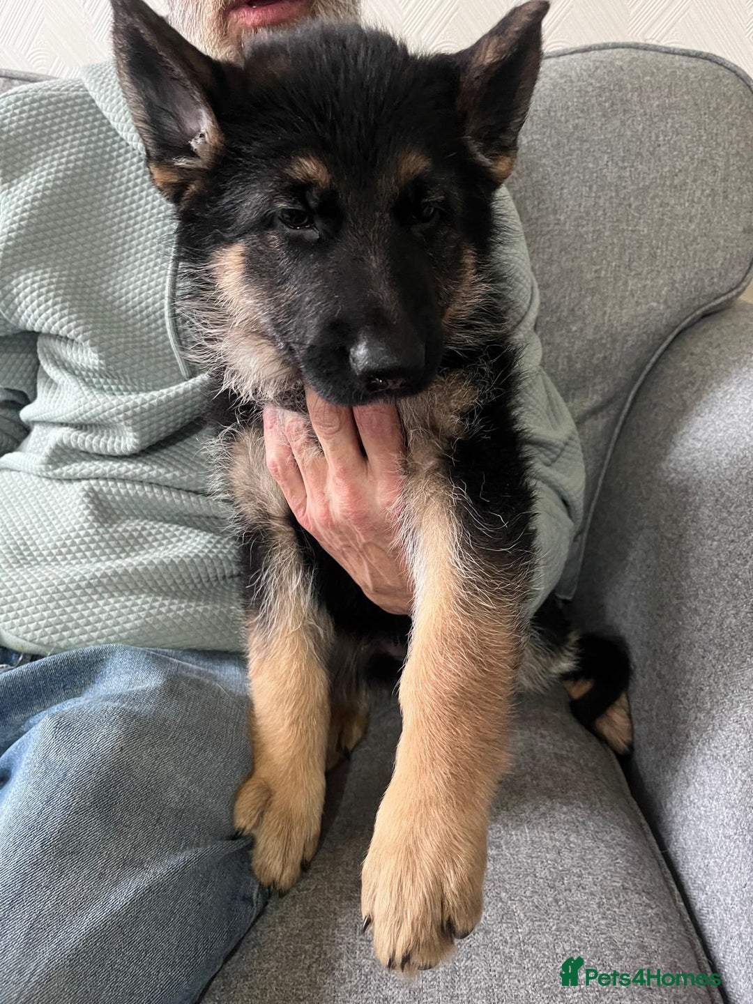German Shepherd dogs for sale: Beautiful KC Registered German Shepherd Pups  - Image 2