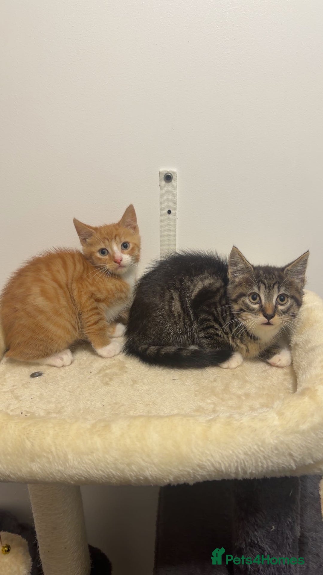 Mixed Breed cats for sale: x5 beautiful kittens ready for new homes! - Advert 2