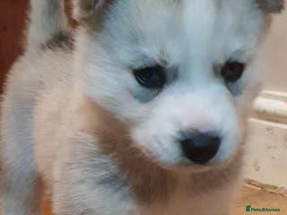 Siberian Husky dogs 1 Siberian Husky puppy left - Advert 5