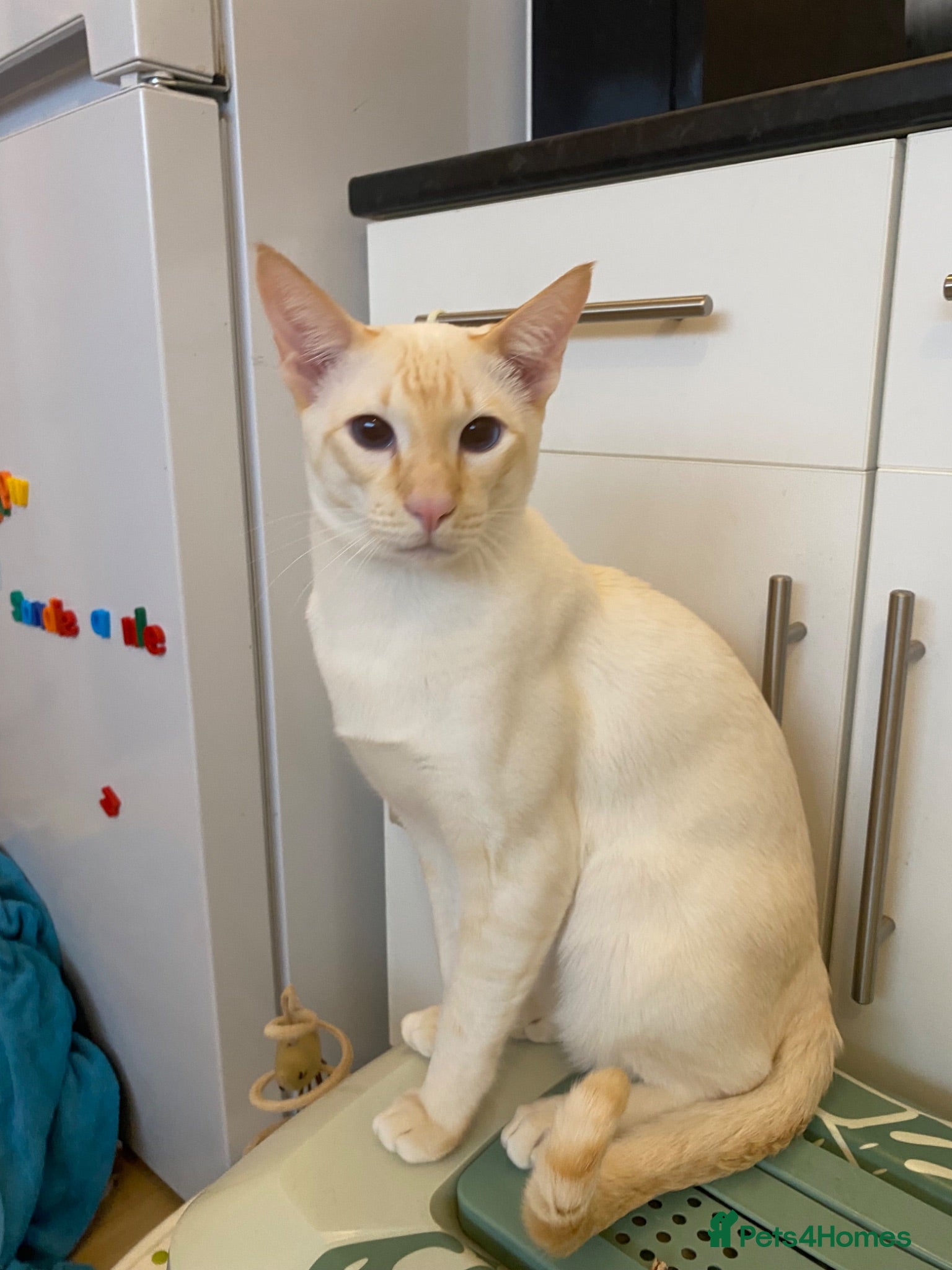 Siamese cats Siamese cat for sale - Advert 8