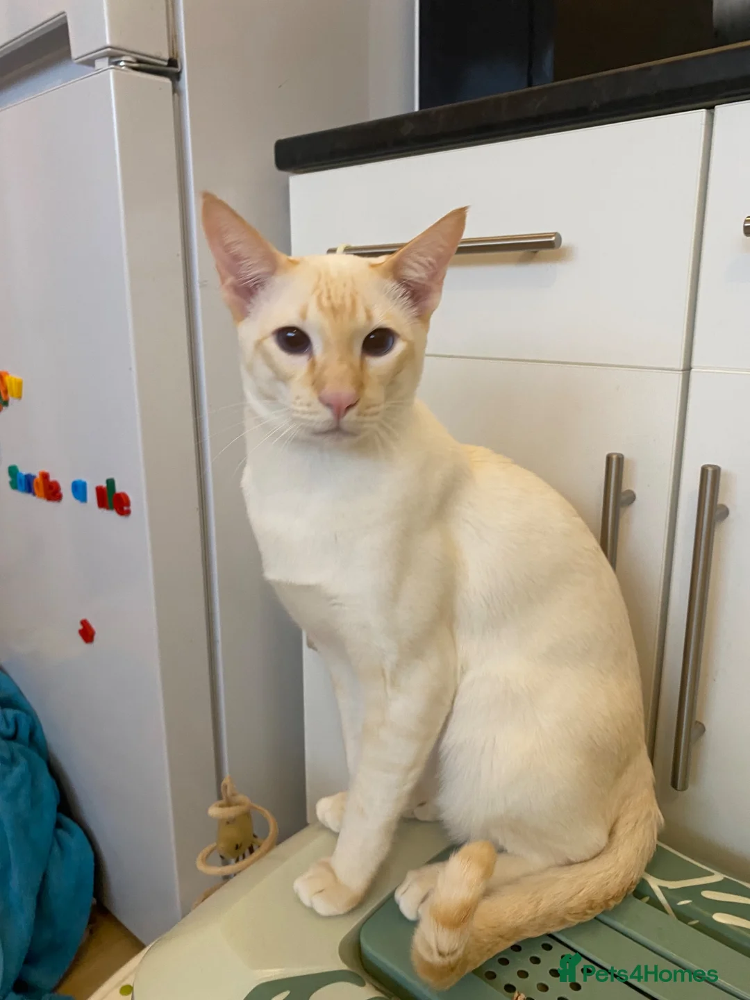 Siamese cats for sale: Siamese cat for sale - Advert 1