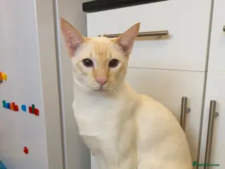 Siamese cats Siamese cat for sale - Advert 6