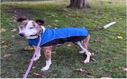 Mixed Breed dogs for adoption: Cody, crossbreed in need of loving home. - Advert 5