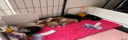Cockapoo dogs for sale: Stunning curly coated Toy Cockapoos  - Advert 8