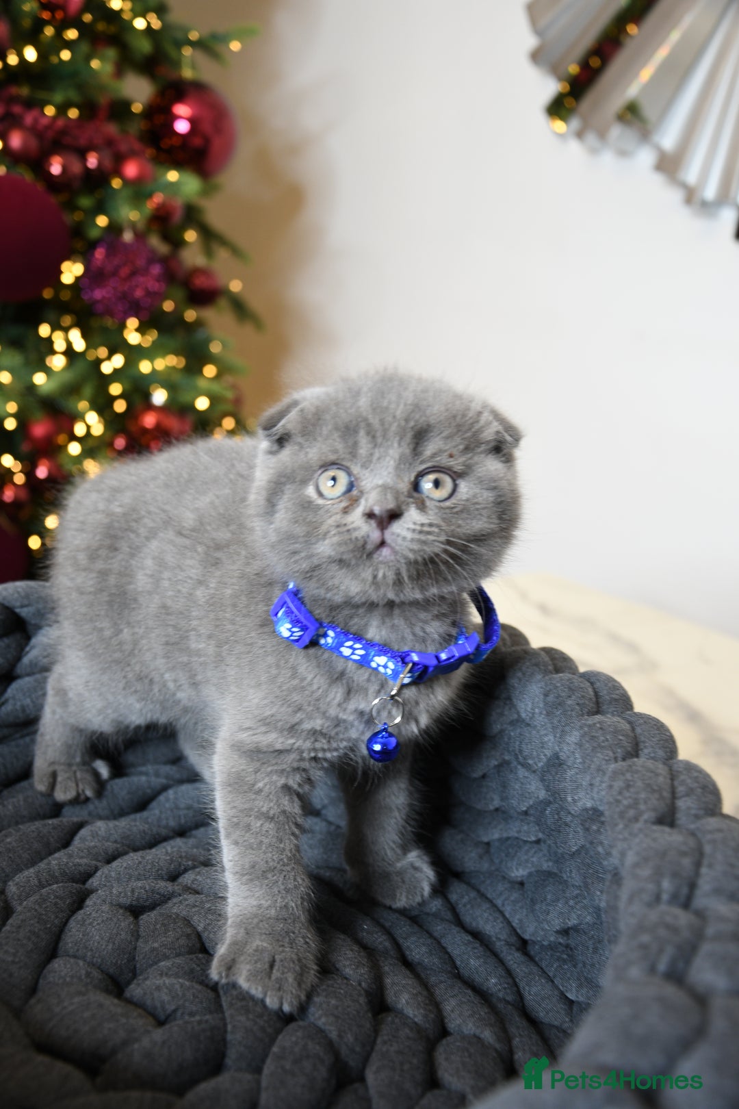 British Shorthair cats for sale: 6 stunning British Shorthair kittens  - Advert 14
