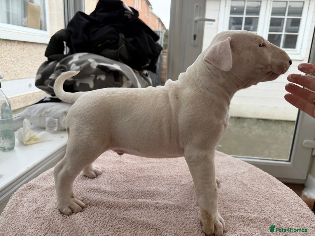 English Bull Terrier dogs for sale: CH BLOODLINE TRUE BULL TERRIERS - Advert 7