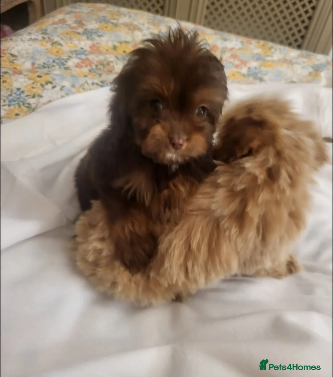 Cavapoo dogs for sale: 4 beautiful fb1 cavapoo puppies for sale!!  - Advert 15