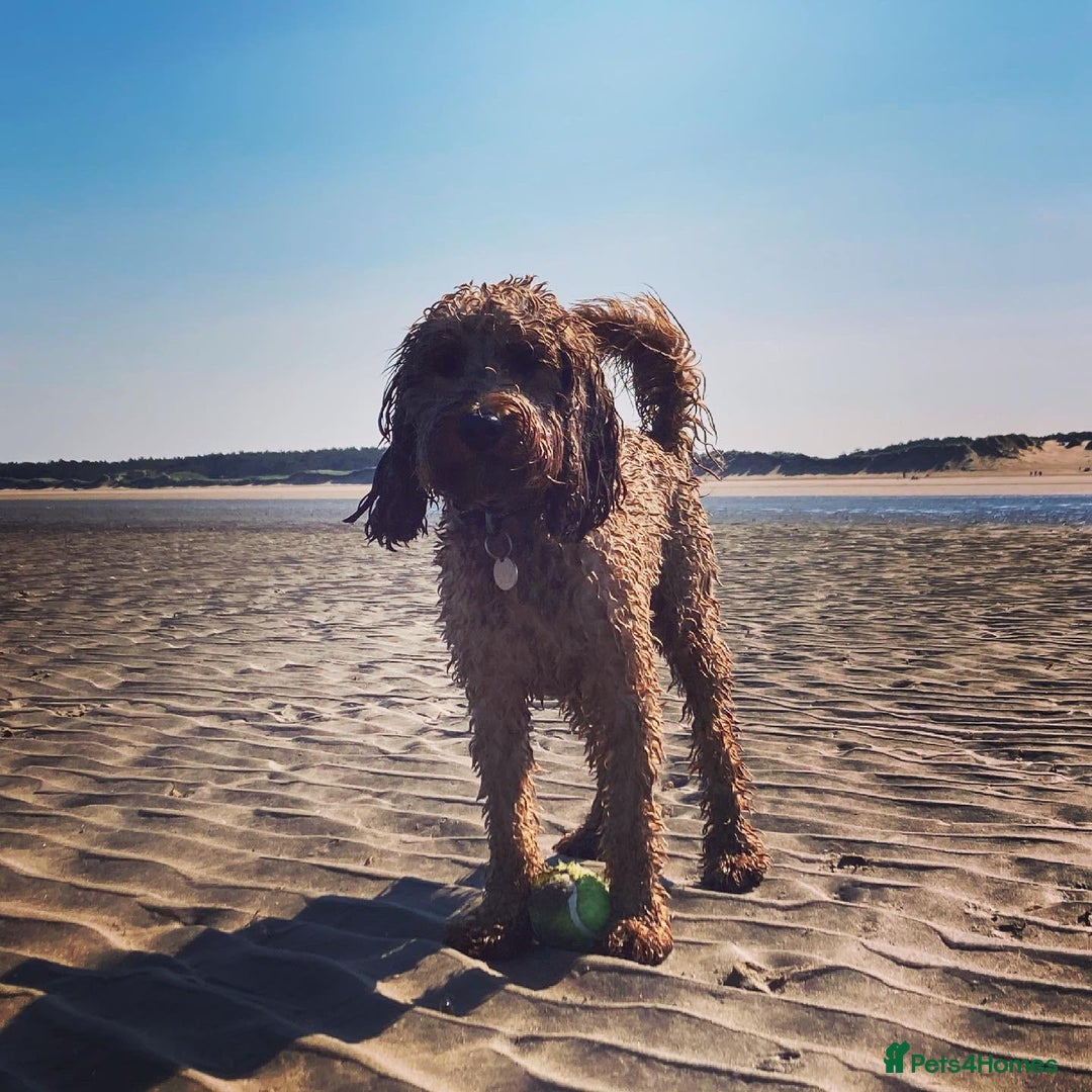 Cockapoo dogs for stud: STUD F1 Cockerpoo (5 Star 10/10} - Advert 8