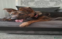 Mixed Breed dogs for sale: Loving home wanted - Image 1