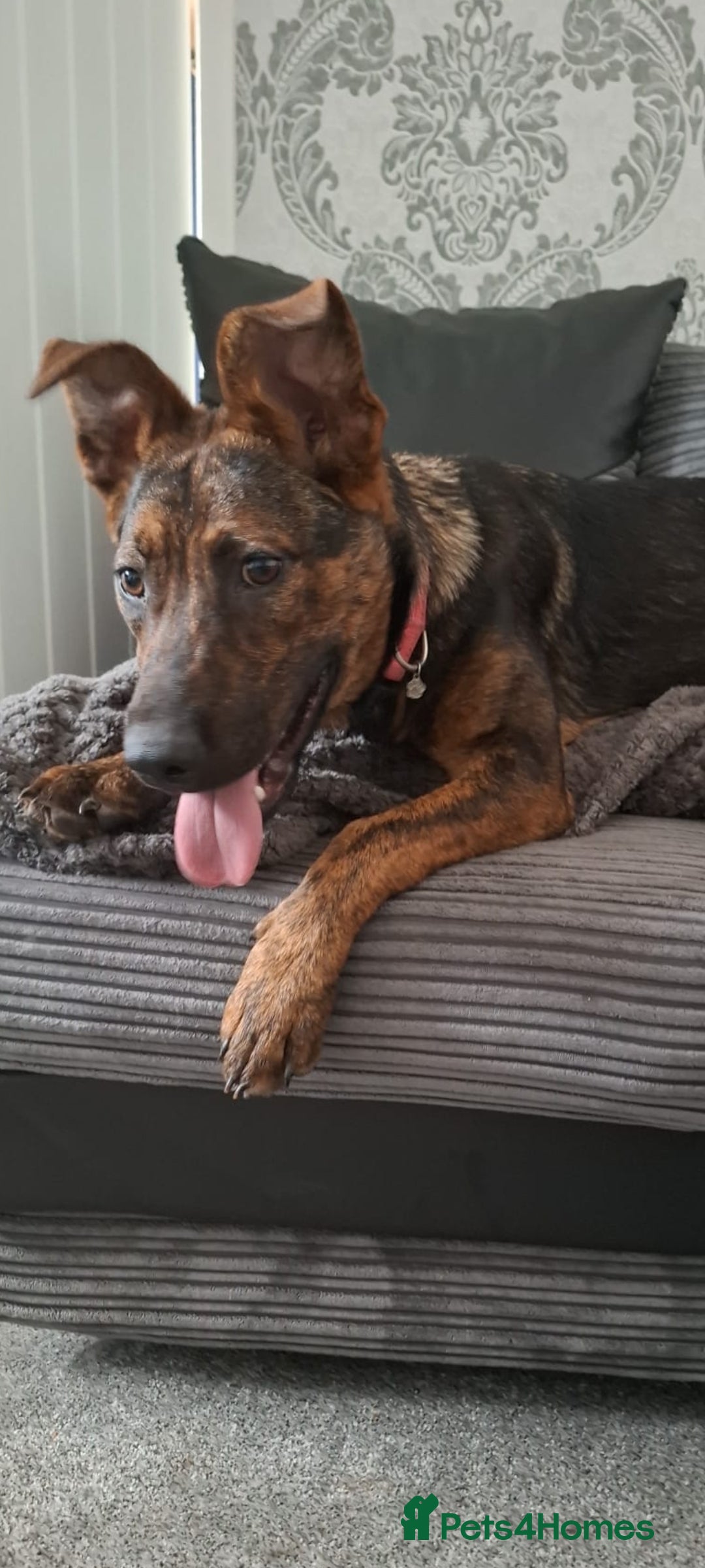 Mixed Breed dogs for sale: Loving home wanted - Image 1